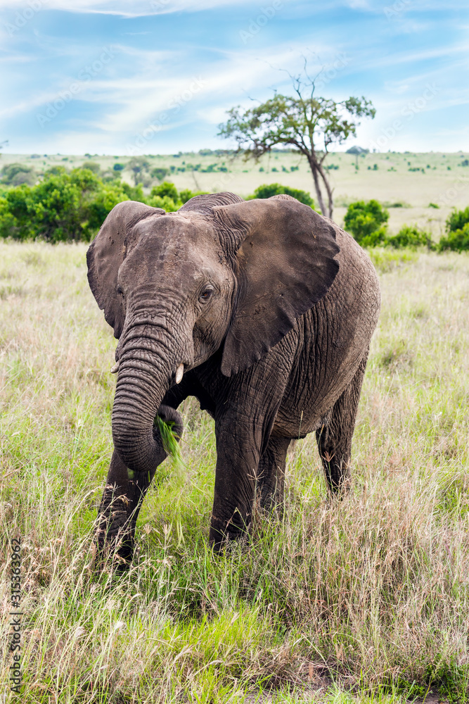 Largest Land Animal largest-land-animal