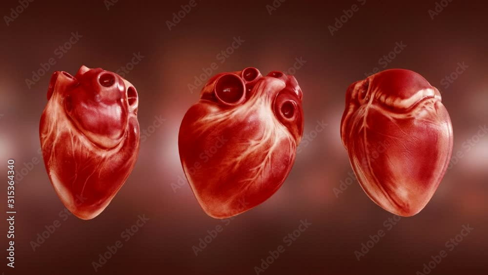3 view. Anatomy of the heart. 3D rendering animation of a beating human heart with alpha channel.