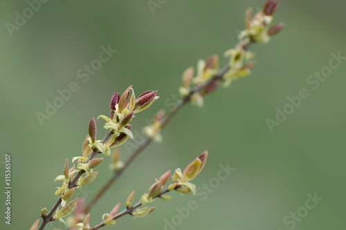 Willow branch with young leaves on a soft background. Symbol of Easter. Palm Sunday.