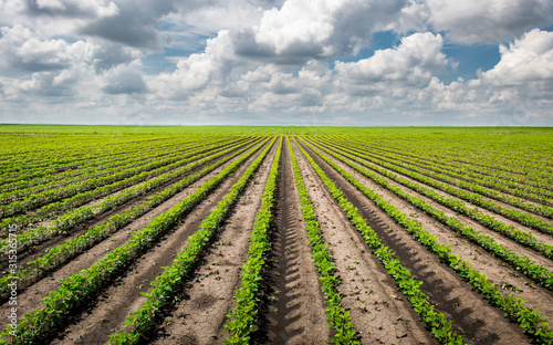 Soybean field with rows of soya bean plants