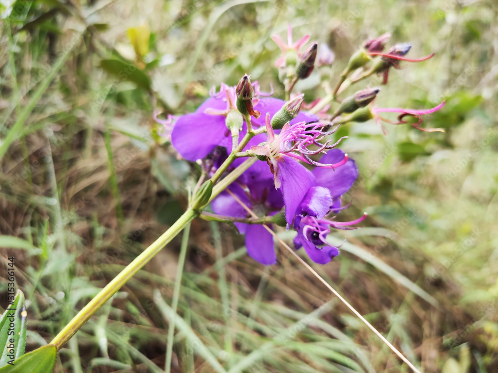 Obraz premium Natureza