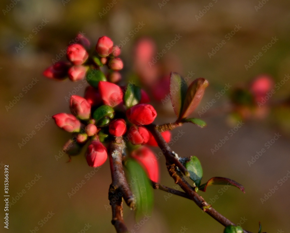 branch of a wild apple tree with buds branch of a wild apple tree with buds
