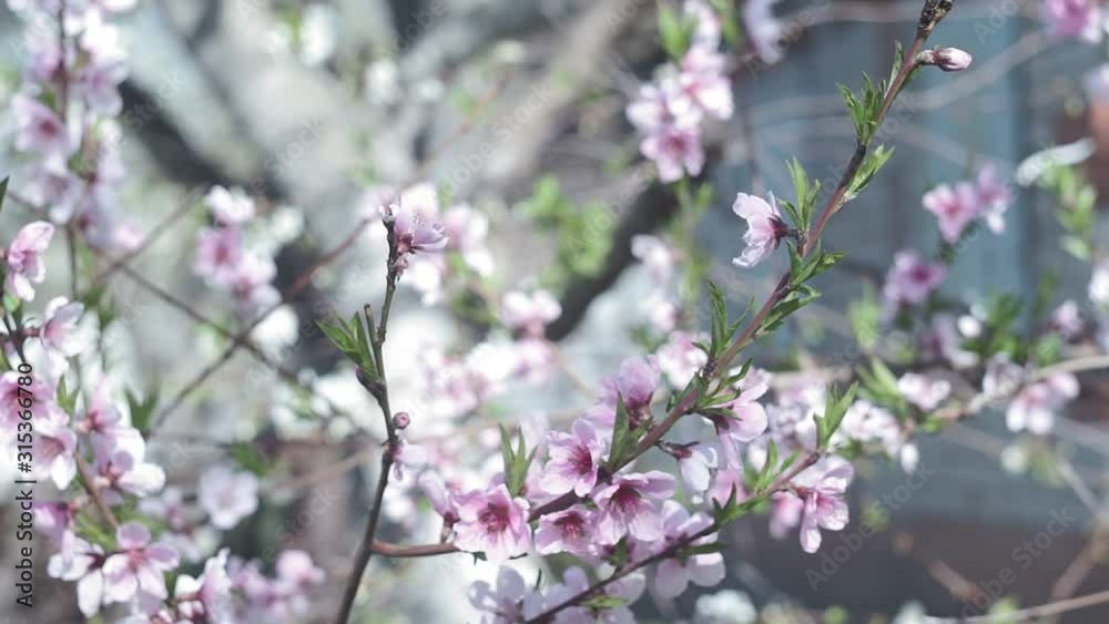 Beautiful spring sunny floral backround. Closeup view of beautiful flowers of apricot tree isolated at blue sky. Real time full