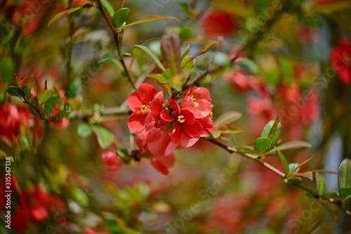 branch of wild apple tree with red flowers