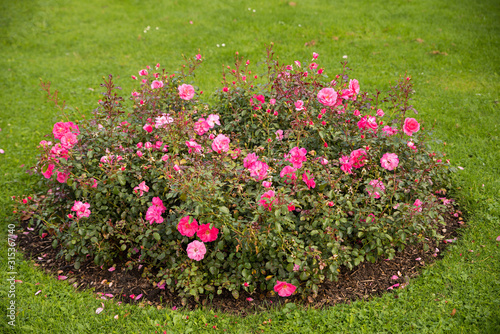 circular rose flower bed with pink roses  at green lawn