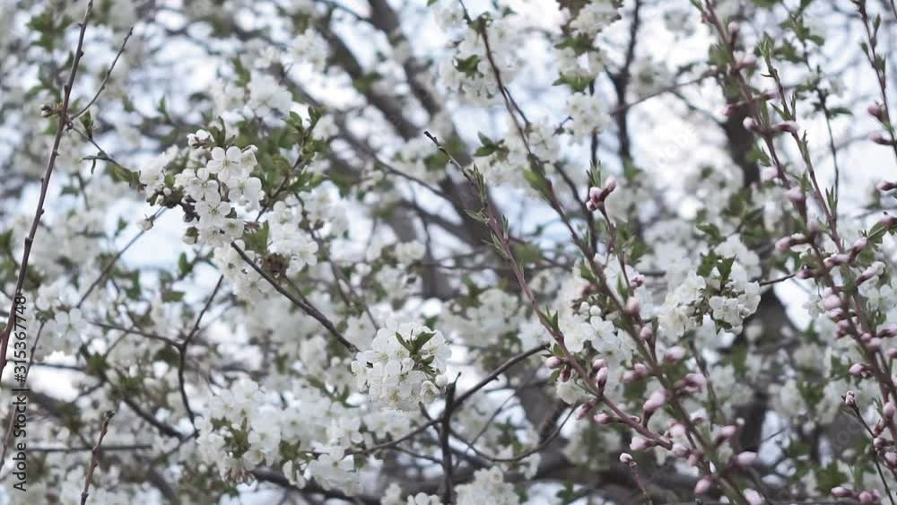 flowering cherry tree, a branch with small white inflorescences in early spring flowering cherry tree, a branch with small white inflorescences in early spring
