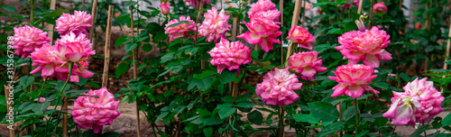 Sweet pink rose flowers with green leaves in the garden