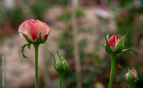 Beautiful pink rose bud flowers in the garden with blurred background