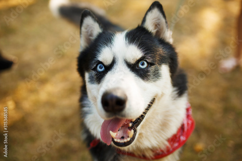 Portrait of gorgeous dog breeds husky in summer day