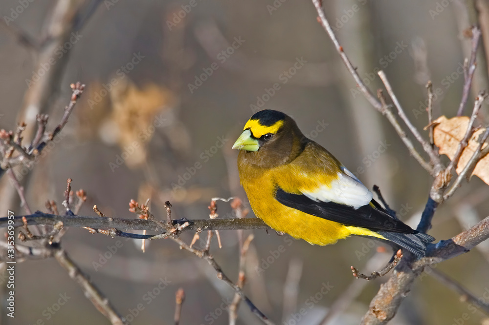 Male Evening Grosbeak, Coccothraustes vespertinus, perched Male Evening Grosbeak, Coccothraustes vespertinus, perched