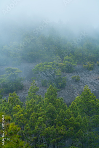 Fog and Canary Island pine forest, Llano del Jable, Island of La Palma, Canary Islands, Spain, Europe
