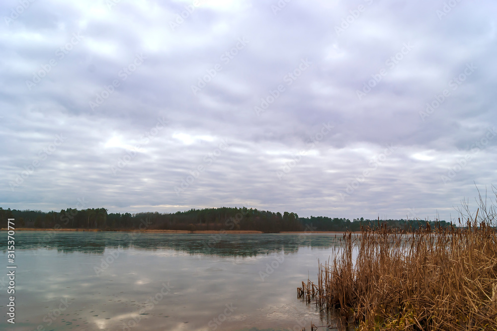 Cloudy winter morning. Thin ice on the lake, dry cattail, forest and cloudy sky