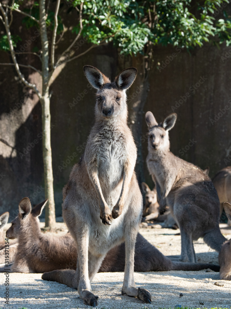 Fototapeta premium オオカンガルー