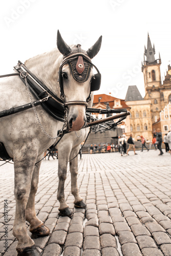 Carts with horses in the square of the old town of Prague