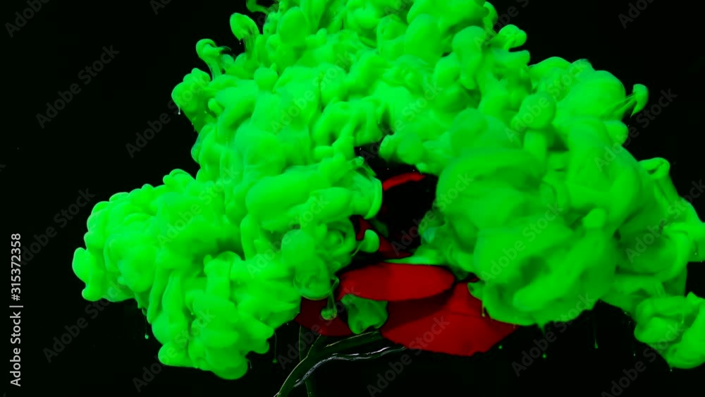 Beautiful red rose and green watercolor ink in water on a black background. Concept for International Women's Day on March 8th. Beautiful red rose and green watercolor ink in water on a black background. Concept for International Women's Day on March 8th.