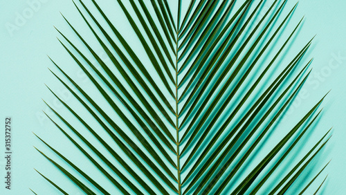Palm leaves on pastel blue background. Tropical palm leaves top view or flat lay. Copy space for text or design. Horizontal banner. Tropical palm leave  jungle leave floral pattern background