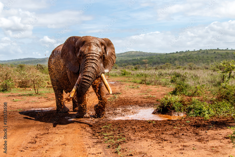Fototapeta premium Elephant bull in Zimanga Game Reserve in South Africa