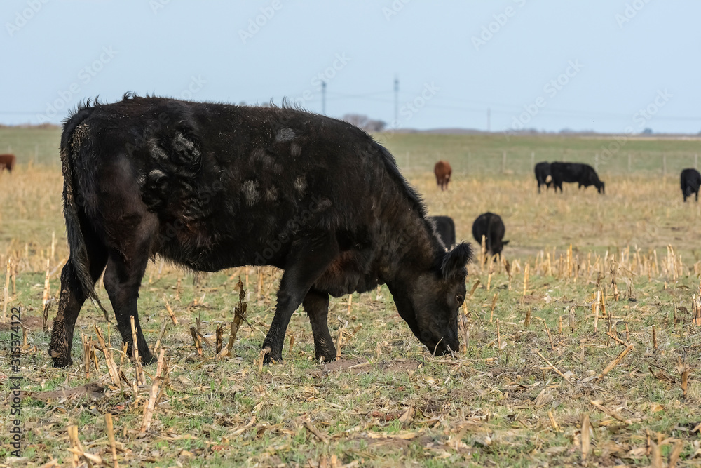 Steers grazing on the Pampas plain, Argentina Steers grazing on the Pampas plain, Argentina