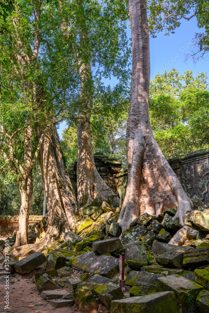 Ta Prohm temple at Angkor Wat complex, Siem Reap, Cambodia