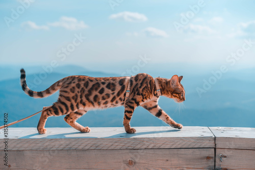 Young bengal cat on a leash
