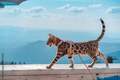 Young bengal cat on a leash © Tatiana