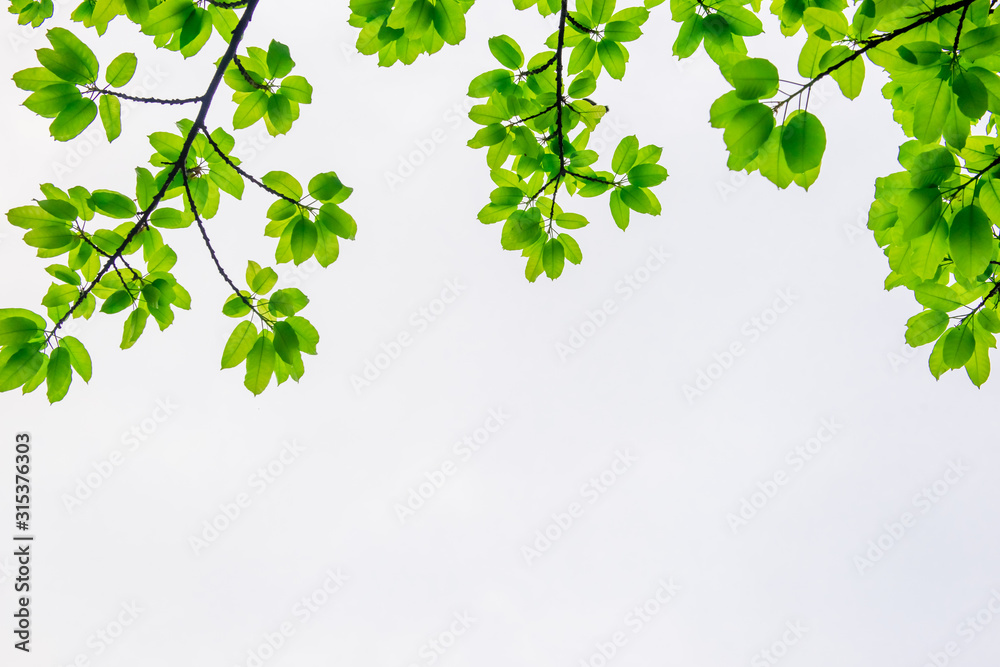 Sky green leaves border or Green leaves frame. Sky green leaves border or Green leaves frame.