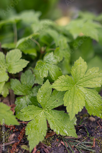 Wallpaper Mural Fresh green leaves in the garden Torontodigital.ca