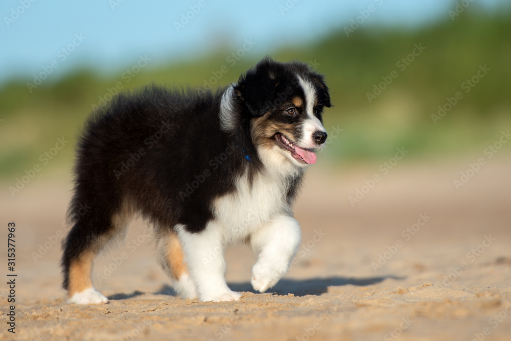 happy australian shepherd puppy walking on a beach