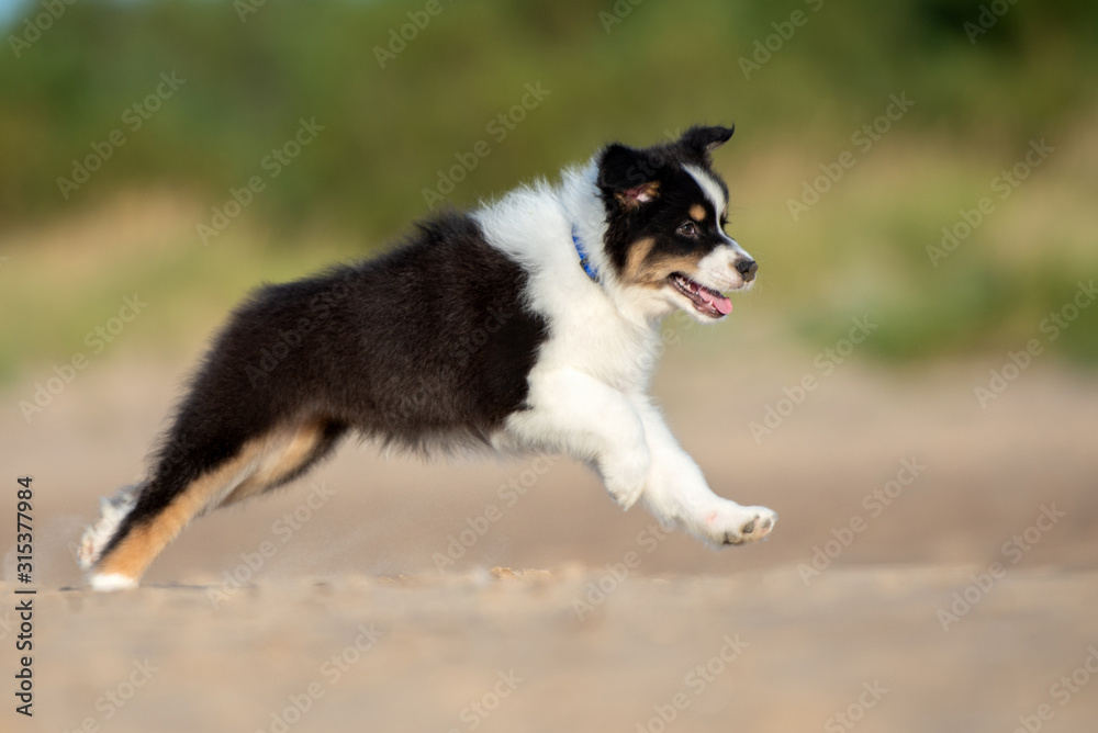 happy australian shepherd puppy running on a beach