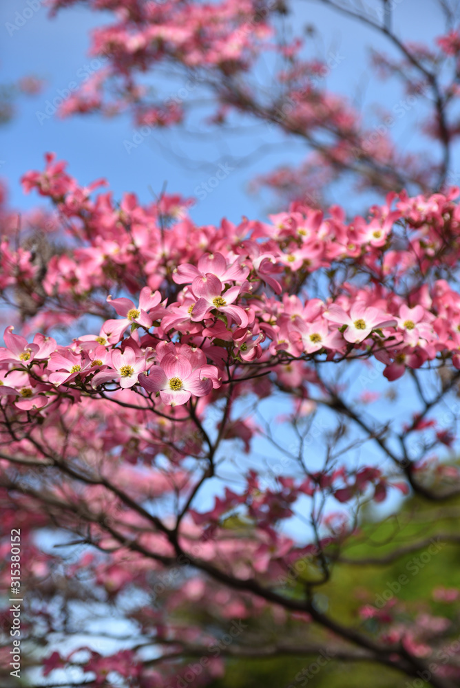 Dogwood, a famous flower in spring
