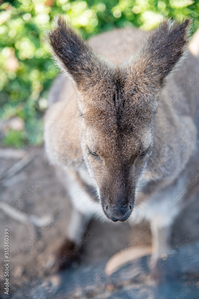Free Wallaby in Kangaroo Island on a sunny morning Free Wallaby in Kangaroo Island on a sunny morning