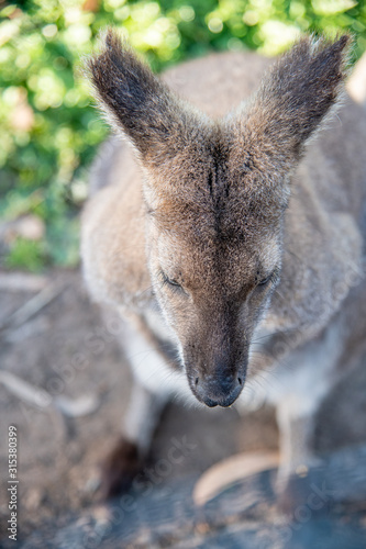 Free Wallaby in Kangaroo Island on a sunny morning