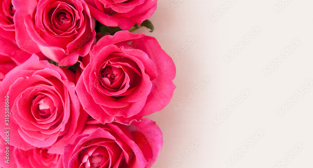 Blank for Banner or greeting card with close-up pink roses Blank for Banner or greeting card with close-up pink roses