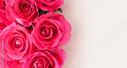 Blank for Banner or greeting card with close-up pink roses