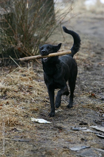 Black dog running and playing with a wooden stick © Art Johnson