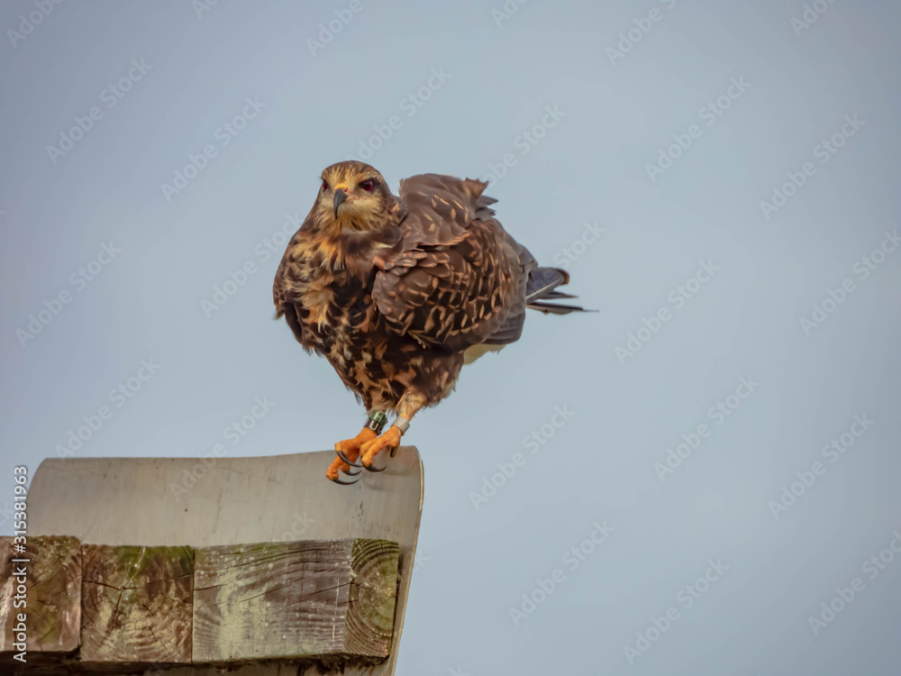 Snail Kite Snail Kite