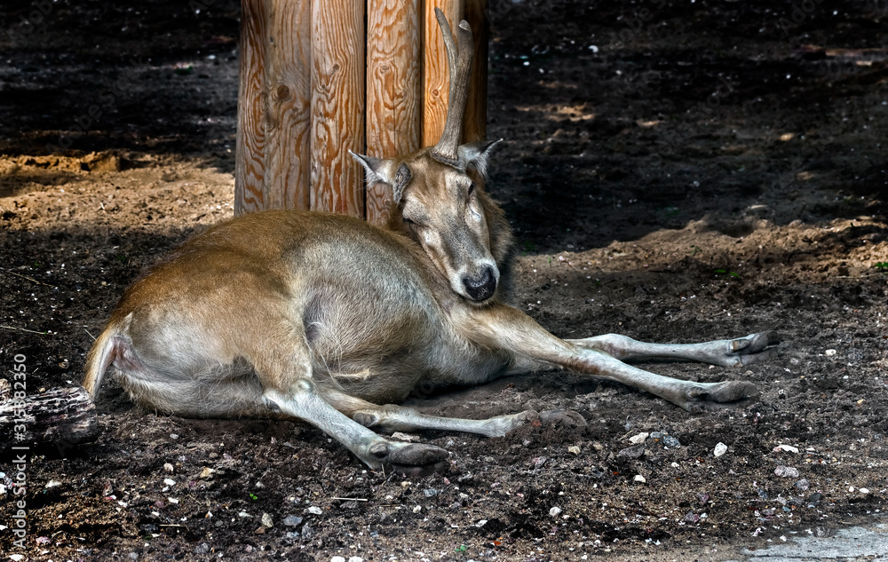 Pere David`s deer. Latin name - Elaphurus davidianus. These animals are  exterminated in the wildlife, live only in zoos Stock Photo | Adobe Stock