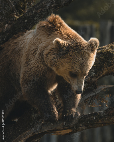Grizzly playing