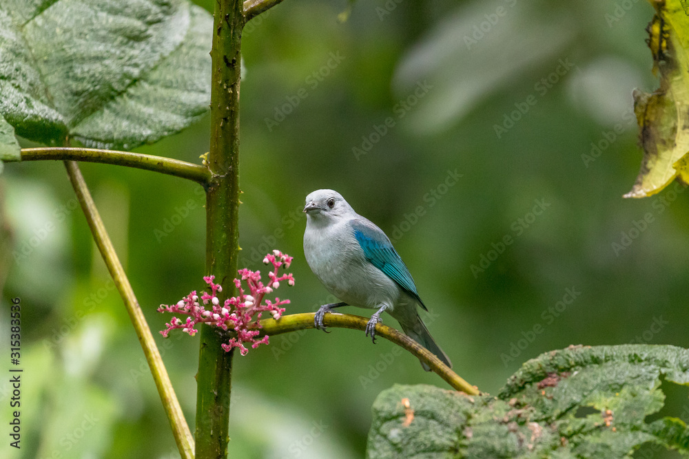Blue-grey tanager (Thraupis episcopus) resting on a branch