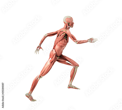 medically accurate illustration of a human muscle system run pose 3d rendered on white no shadow © nosorogua