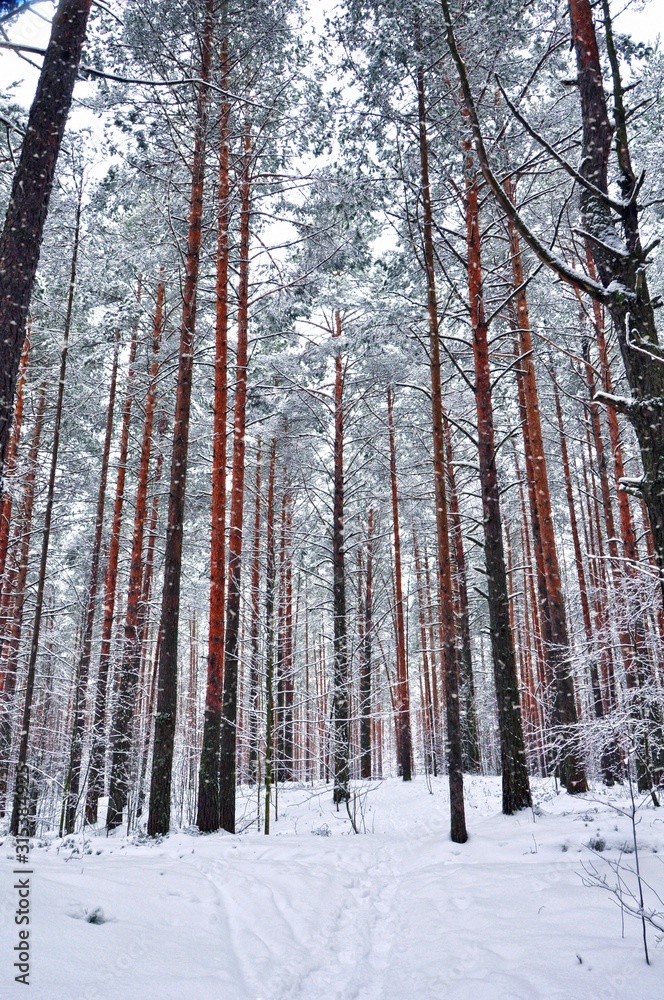 Fototapeta premium winter pine forest in the snow