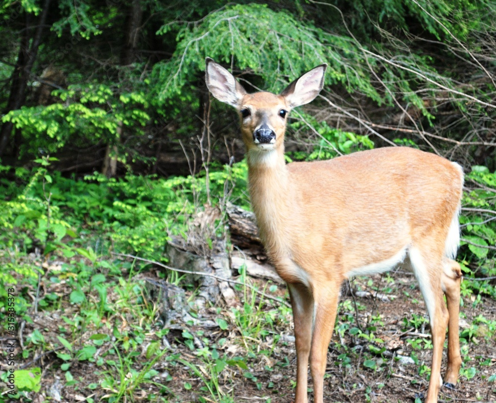 Obraz premium Whitetail Doe