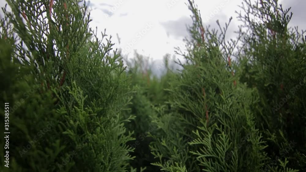 closeup view of thuja plants in pots closeup view of thuja plants in pots