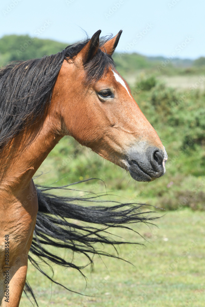 Fototapeta premium new forest horse