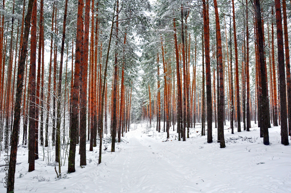 winter pine forest in the snow winter pine forest in the snow
