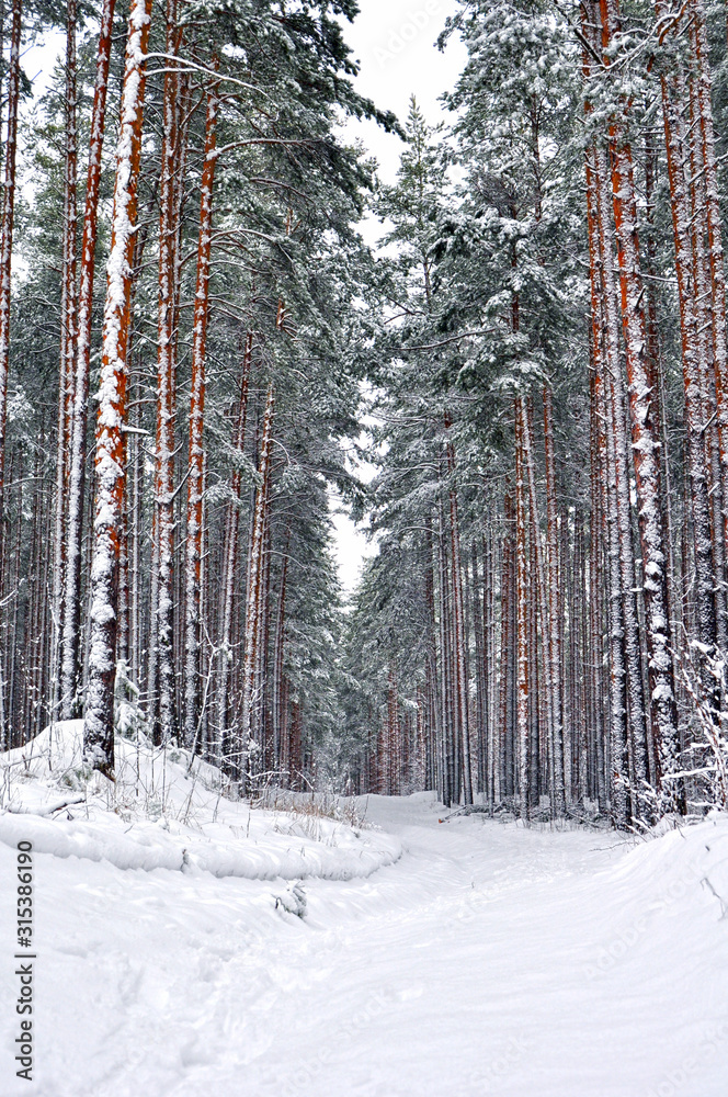 Fototapeta premium winter pine forest in the snow
