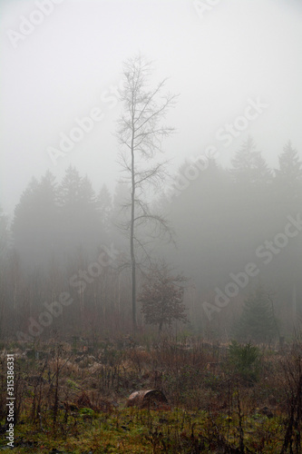 kahle bäume im nebel