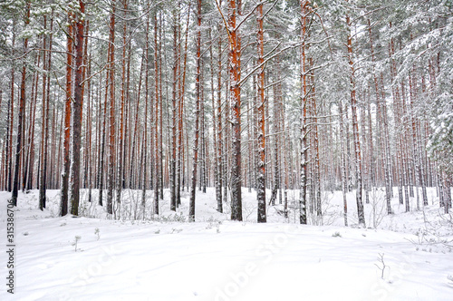 winter pine forest in the snow © porsche24