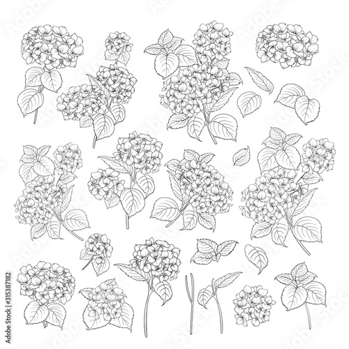 Linear style set of white hydrangea, hand drawn contour illustration of hortensia flowers isolated on a white background. White hydrangea collection. Vector illustration.