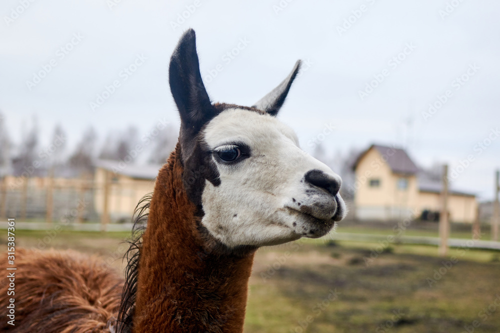 Obraz premium Muzzle llama head in nature.